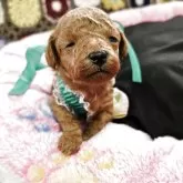 タイニープードル