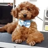 タイニープードル