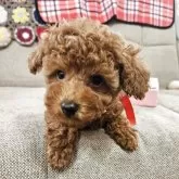 タイニープードル