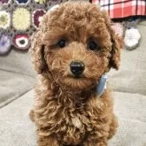 タイニープードル