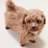 トイプードル(タイニー)