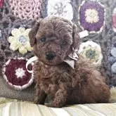 タイニープードル