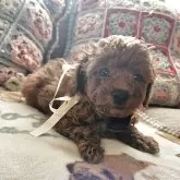 タイニープードル