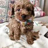 タイニープードル