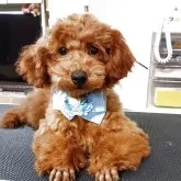 タイニープードル【奈良県・男の子・2025年7月25日・レッド】の写真3