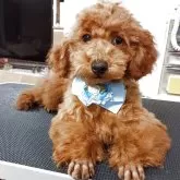 タイニープードル【奈良県・男の子・2025年7月25日・レッド】の写真4