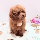 ティーカッププードル【奈良県・女の子・2025年8月7日・レッド】の写真4