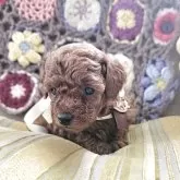 タイニープードル【奈良県・男の子・2025年10月9日・レッド】の写真5