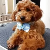 タイニープードル【奈良県・男の子・2025年7月25日・レッド】の写真5