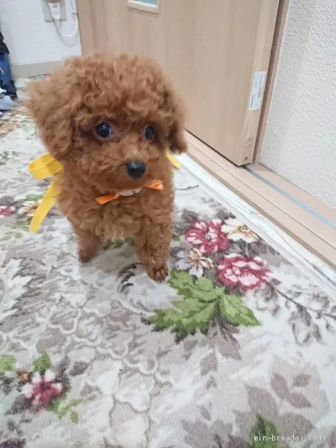 みぃ 様のお迎えした子犬