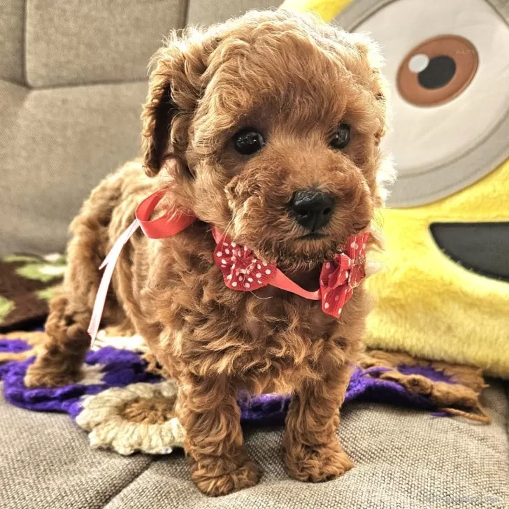 ID:2410-00775の子犬