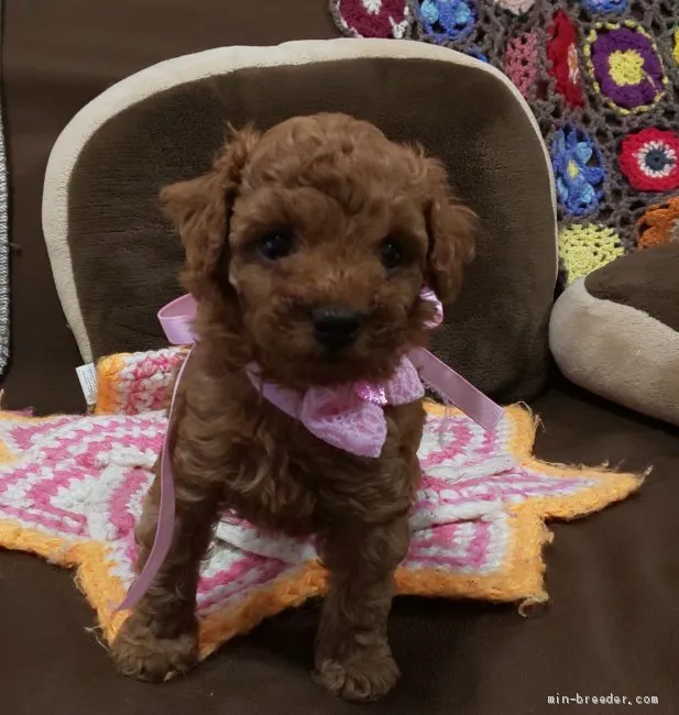 Mako 様のお迎えした子犬