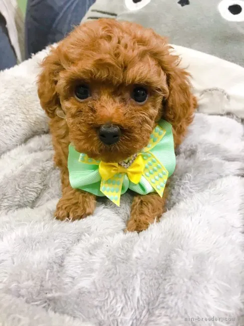 M.N 様のお迎えした子犬