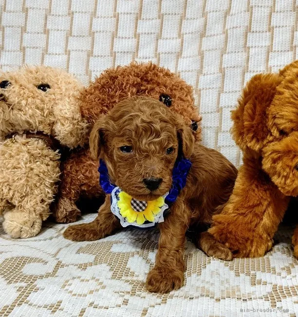 K.O 様のお迎えした子犬