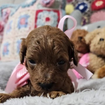 トイプードル(トイ)【奈良県・女の子・2024年3月26日・レッド】の写真「濃いレッドの女の子」