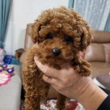 トイプードル(ティーカップ)【奈良県・女の子・2022年12月25日・レッド】の写真「おっとりよくねる女の子」