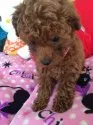 タイニープードル【奈良県・女の子・2015年12月30日・レッド】の写真3