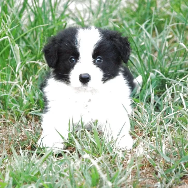 ラテ 様のお迎えした子犬