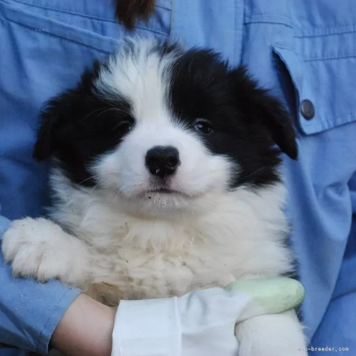 ID:2411-04891の子犬