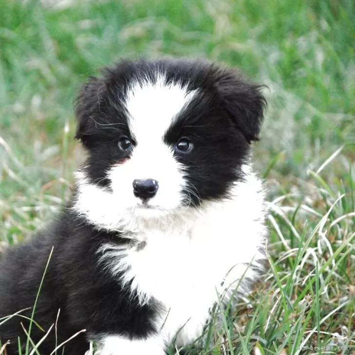 ID：2506-03023の子犬