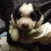 ボーダーコリー【鳥取県・男の子・2024年11月5日・ブラックホワイト】の写真1