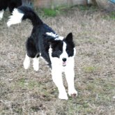 ボーダーコリー