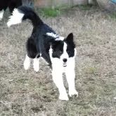 ボーダーコリー