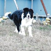 ボーダーコリー