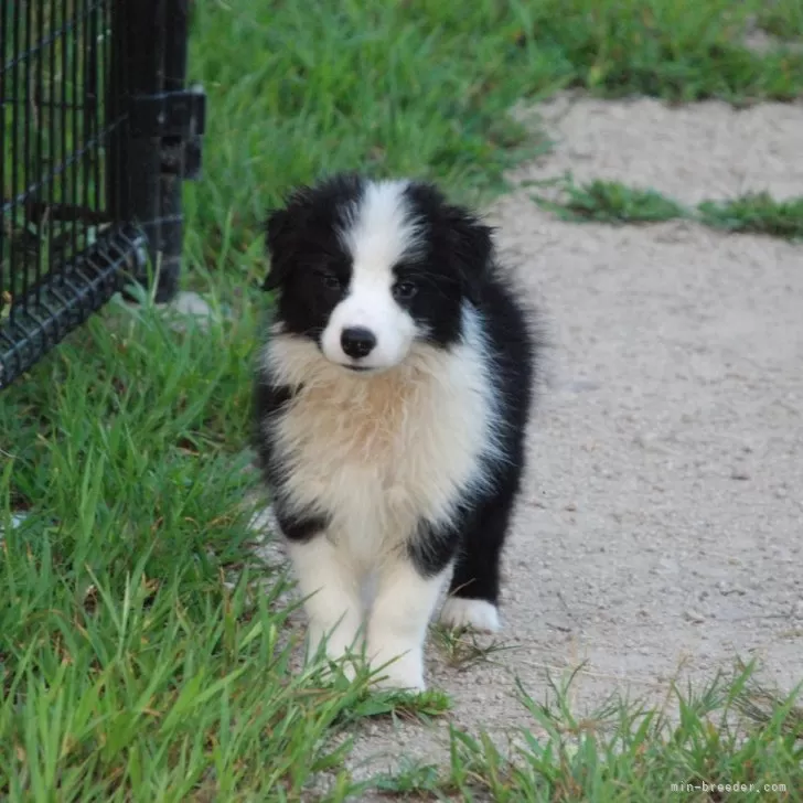 ID:2408-01842の子犬