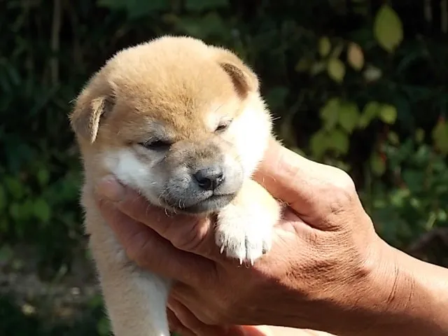 渡部 様のお迎えした子犬