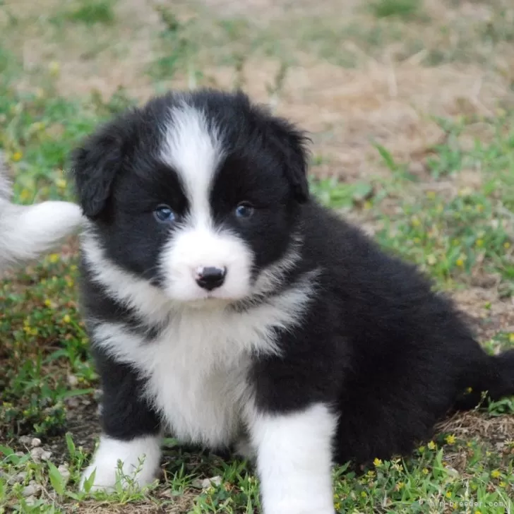 ID：2406-01401の子犬