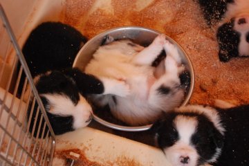 ボーダーコリー【鳥取県・女の子・2018年5月8日・ブルーマール】の写真「綺麗なﾌﾚｰｽﾞ　ｶﾗｰ」