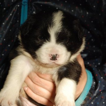 ボーダーコリー【鳥取県・女の子・2023年4月15日・ブラックホワイト】の写真「しっかりした体形です」