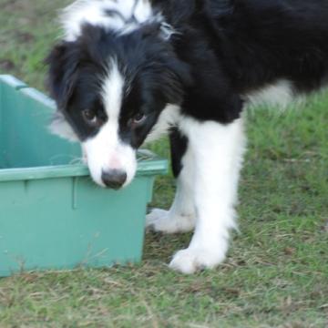 ボーダーコリー【鳥取県・男の子・2022年6月27日・ブラックホワイト】の写真「綺麗なフレーズ　この子は明るいです」
