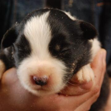 ボーダーコリー【鳥取県・男の子・2022年10月17日・ブラックホワイト】の写真「綺麗なフレーズ　」