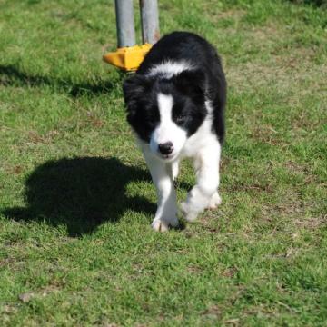 ボーダーコリー【鳥取県・男の子・2022年7月8日・ブラックホワイト】の写真「綺麗なフレーズ　カラー綺麗な子です　タレ耳」