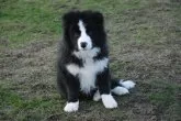 ボーダーコリー【鳥取県・男の子・2023年10月17日・ブラックホワイト】の写真2