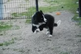 ボーダーコリー【鳥取県・男の子・2023年10月17日・ブラックホワイト】の写真3