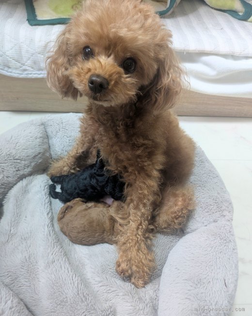 白谷恵美子ブリーダーのブログ：トイプーちゃん🐾生まれてます❣️