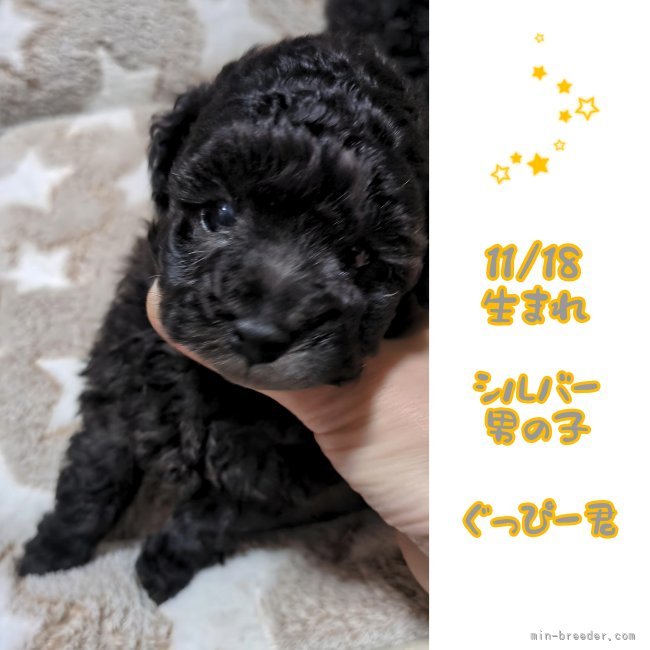 白谷恵美子ブリーダーのブログ：シルバー確定✨️
