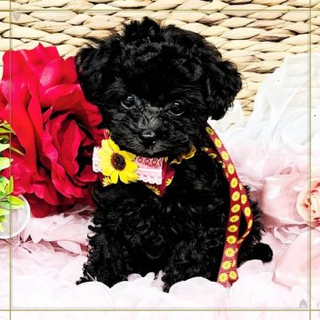 トイプードル(ティーカップ)【福岡県・男の子・2025年6月8日・ブラック】の写真「👑マイクロティーカップ予想！！激かわ王子👑」