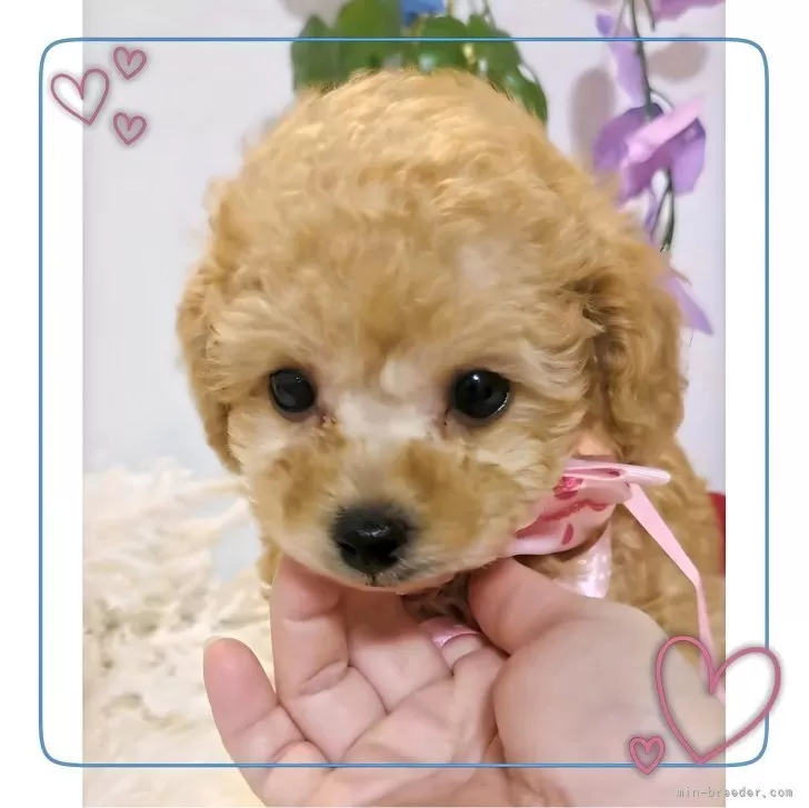 ID:2402-06134の子犬