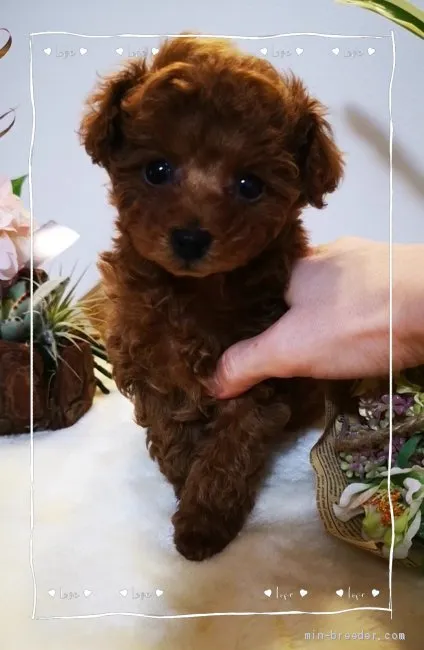 チョコルル 様のお迎えした子犬
