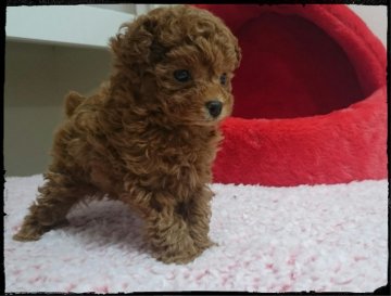 トイプードル(ティーカップ)【福岡県・男の子・2017年12月10日・レッド】の写真「お目目クリクリ、甘いマスクです！」
