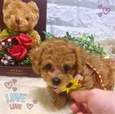 タイニープードル【福岡県・女の子・2024年1月1日・レッド】の写真5
