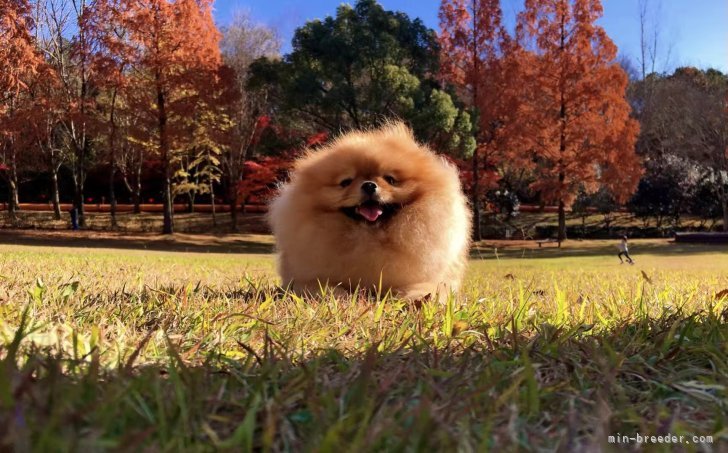 周りの公園｜黄　琪(こ　き)ブリーダー(岐阜県・ポメラニアンなど・JKC登録)の紹介写真6