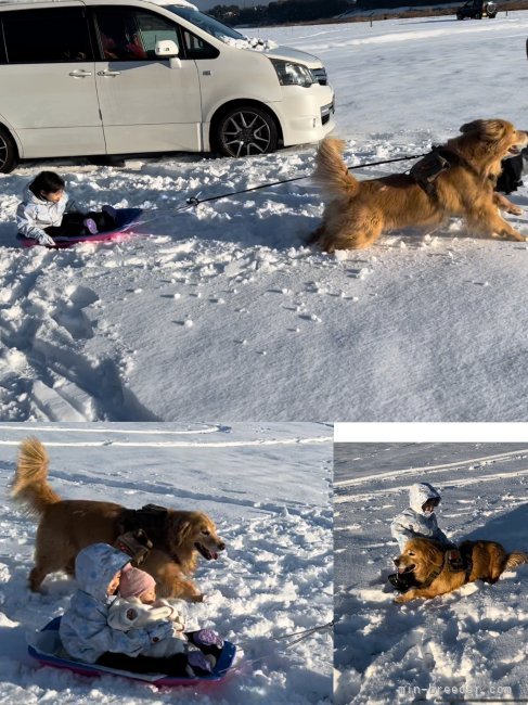 冬も楽しいですね❣️｜黄　琪(こ　き)ブリーダー(岐阜県・ポメラニアンなど・JKC登録)の紹介写真9