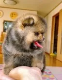 ポメラニアン【岐阜県・男の子・2025年5月9日・オレンジ】の写真10「ニコニコでしょう」