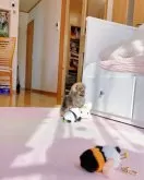 ポメラニアン【岐阜県・男の子・2025年10月27日・オレンジ】の写真12「型完美」