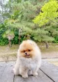 ポメラニアン【岐阜県・男の子・2025年7月11日・クリーム】の写真13「とても可愛いですよ〜」